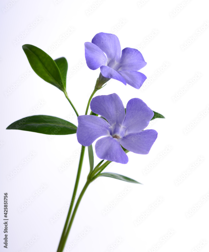 Purple periwinkle flowers on a white background.