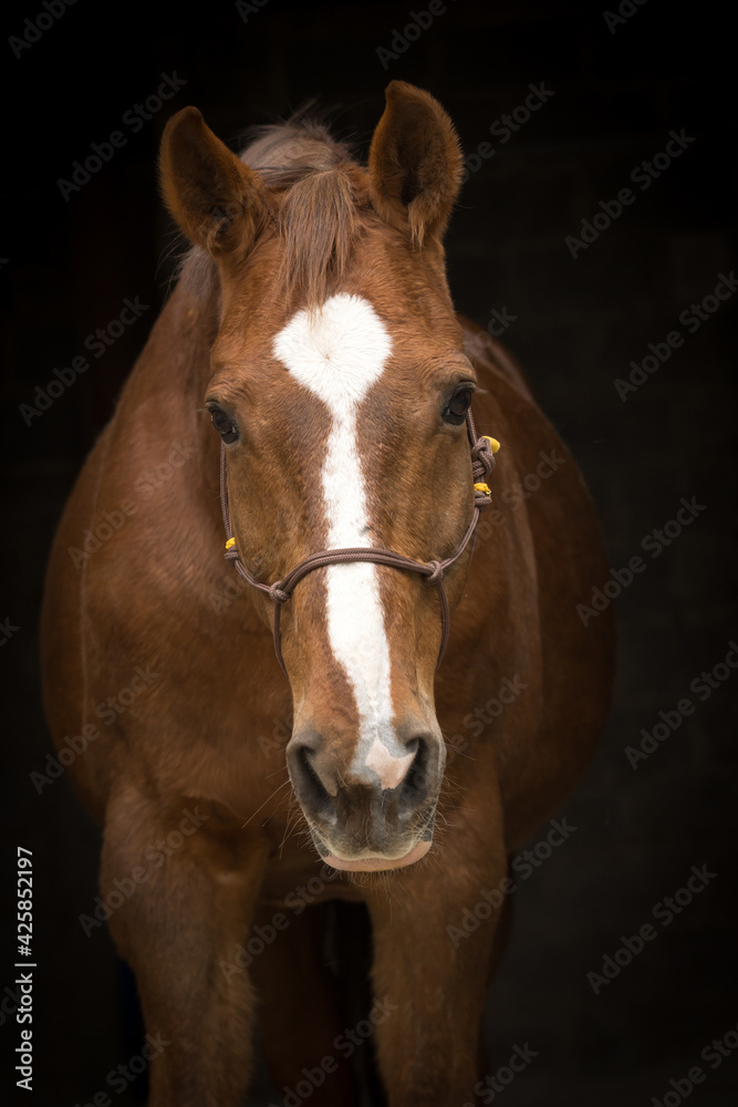 Pferdeportrait vor schwarzem Hintergrund