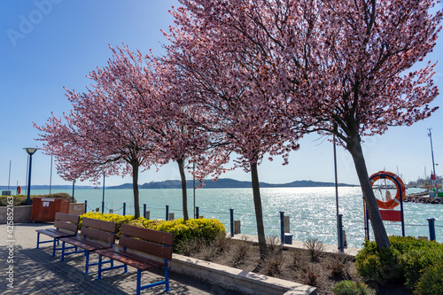 beautiful blooming pink trees next to Lake Balaton on Balatonfured pier with benches spring vacation photo