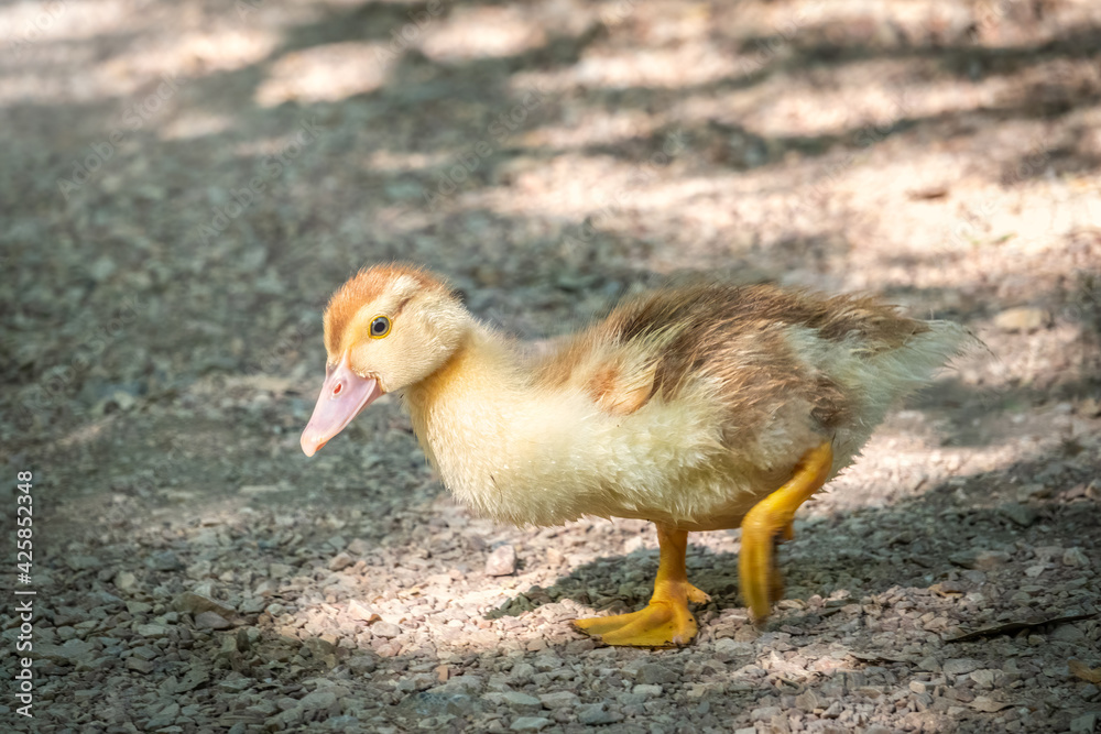 Cute little ducklings standing in a lake coast Cute little ducklings standing in a lake coast