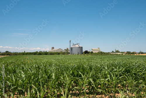 Un champ de mais agriculture intensive avec les batiments de stockage et de transformation dans le fond à l'hrizon photo