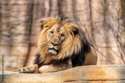 Cuadro en lienzo Lion ((Panthera leo) lying on a rock in the new facilities of the Barcelona zoo