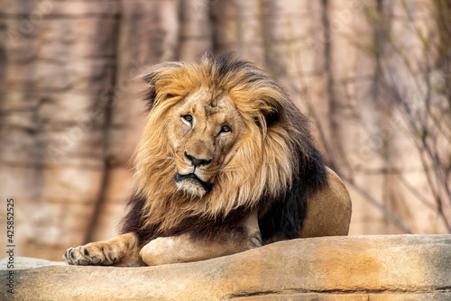 Lion   Panthera leo  lying on a rock in the new facilities of the Barcelona zoo