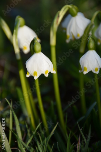 White snowdrops on tall stems grow in the forest © Olena