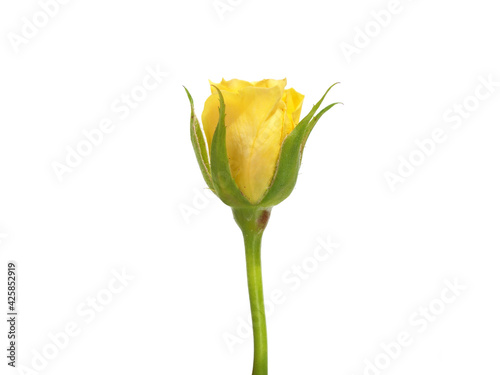 Single yellow rose flower isolated on white

