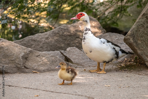 White and black duck with red head, The Muscovy duck, walks on the shore of the pond with its Cute little ducklings