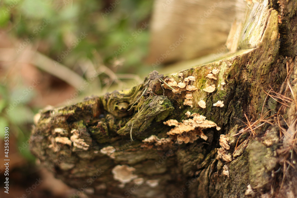 Fungus growing from the tree bark in the forest Fungus growing from the tree bark in the forest
