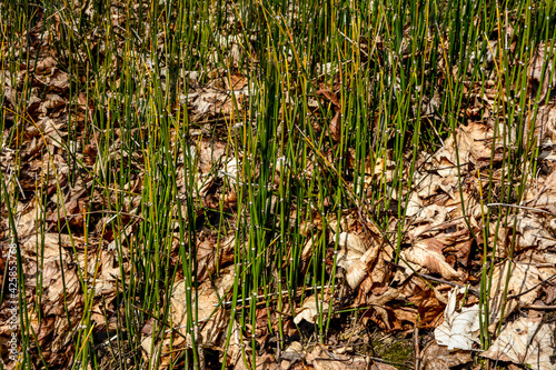 Equisetum hyemale, commonly known as rough horsetail, scouring rush. photo