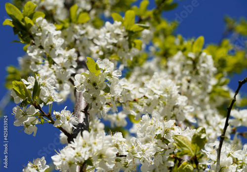A tree in bloom in the spring, blue sky in the background © Kriste