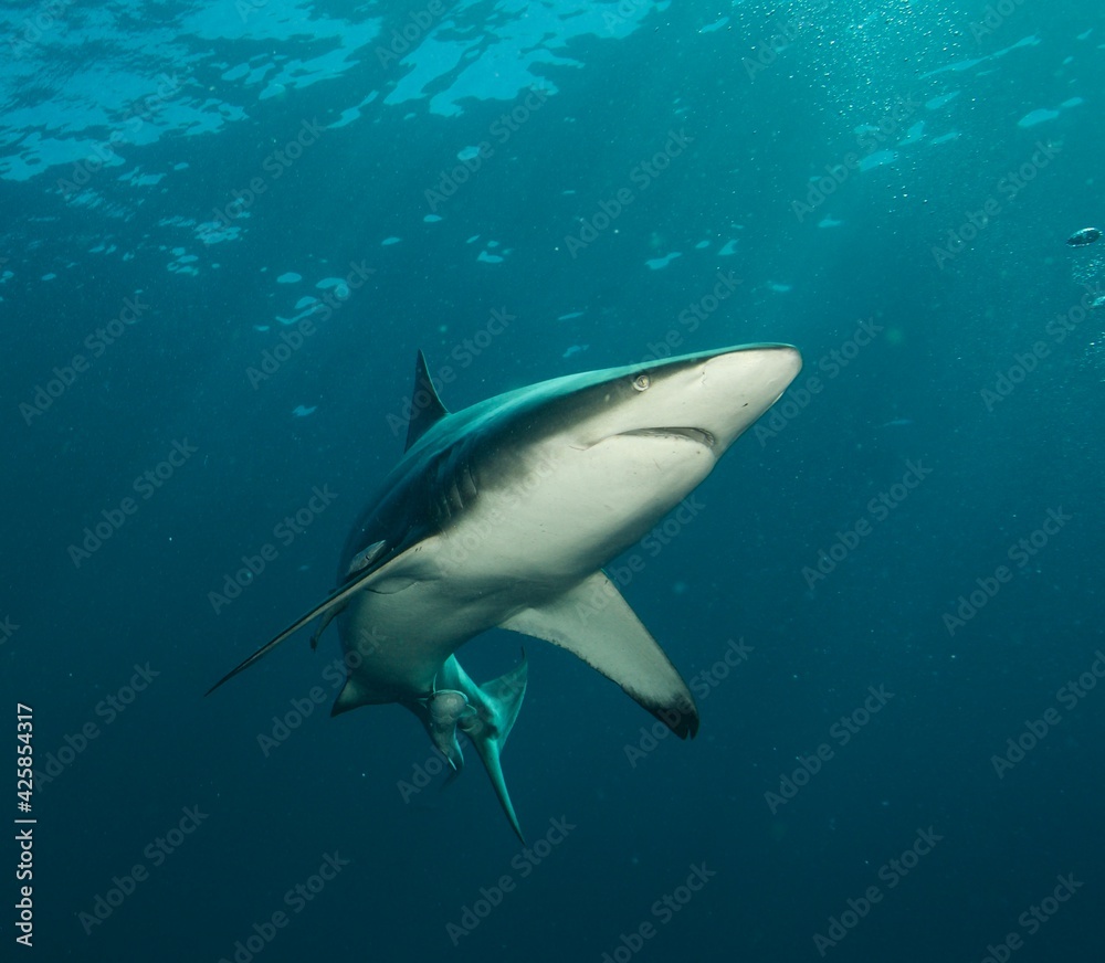 Naklejka premium Tierfotos aus dem Regenwald und Ozean 