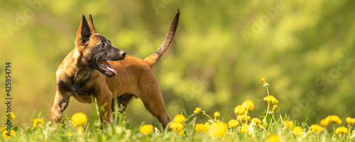 Malinois puppy dog on a green meadow with dandelions in the season spring. Doggy is 12 weeks old.