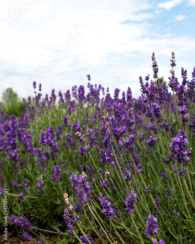Lavender Field 003