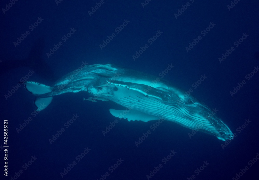 Fototapeta premium Tierfotos aus dem Regenwald und Ozean