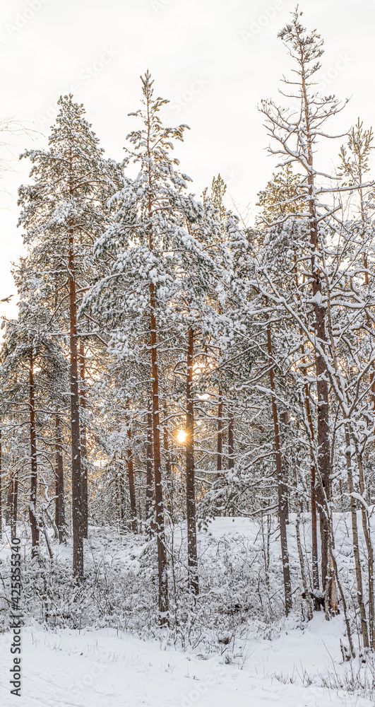 forest in winter forest in winter