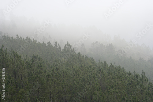 Mountain foggy pinewoods