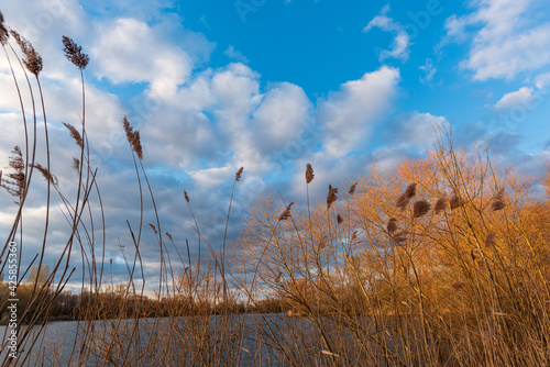 the shore of the lake is covered with dried reeds