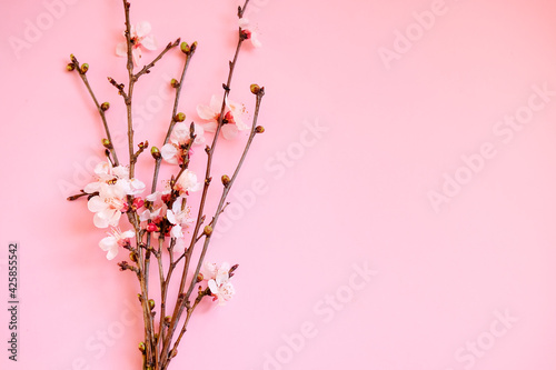spring twigs on a pink background. top view. copy space 