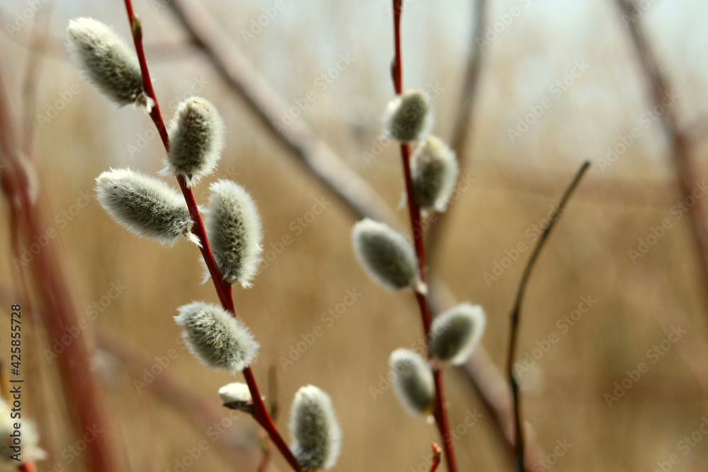 Blooming willow, macro branches, spring and April holidays Blooming willow, macro branches, spring and April holidays