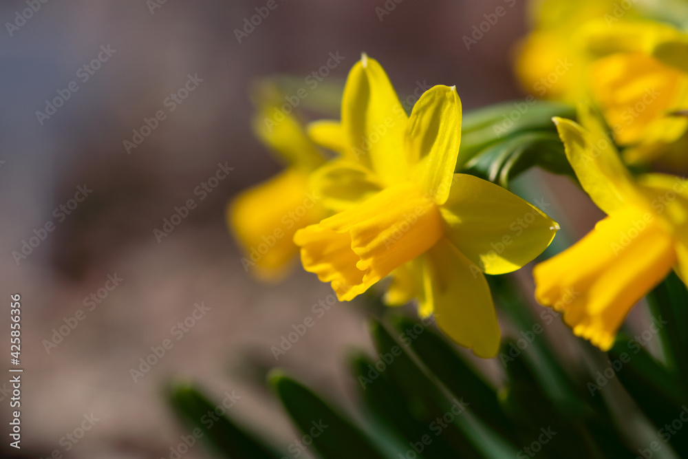 Fototapeta premium Bright Yellow Daffodil