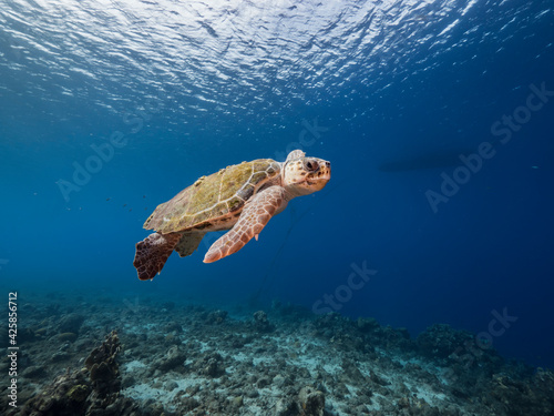 Loggerhead Sea Turtle in coral reef of Caribbean Sea, Curacao © NaturePicsFilms