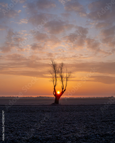 lonely tree and sunrise