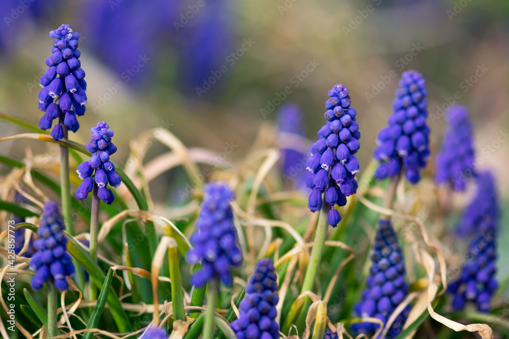 Blue Muscari Blooms Blue Muscari Blooms
