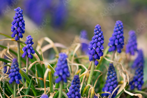 Blue Muscari Blooms