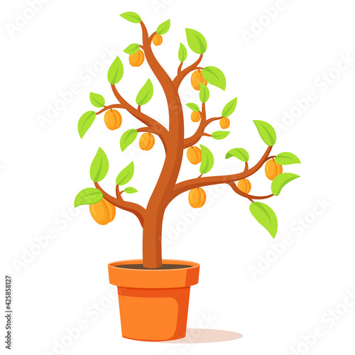 Fruit tree in a pot.Apricots tree with ripe fruits. Isolated on white background.Vector flat illustration.Harvest fruit.