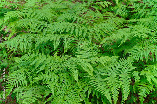 Closeup of green ferns growing in summer.