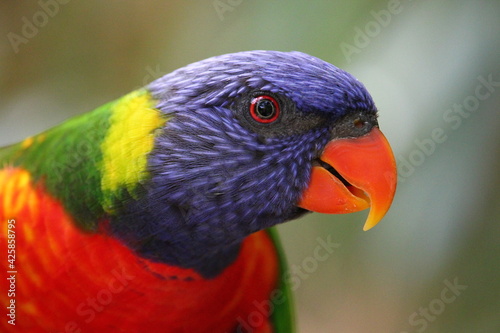 Bilde på lerret Oiseau multicolore