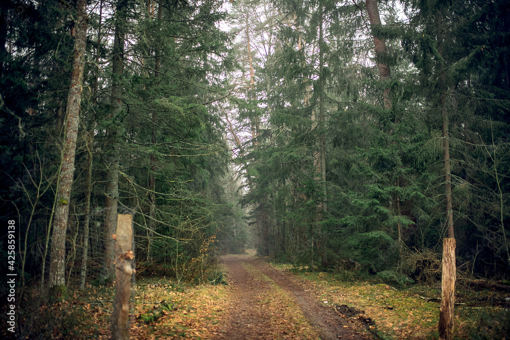 Fototapeta premium foggy forest in Belovezhskaya Pushcha