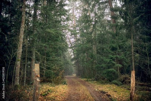 foggy forest in Belovezhskaya Pushcha photo