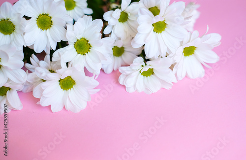 daisies on a pink background