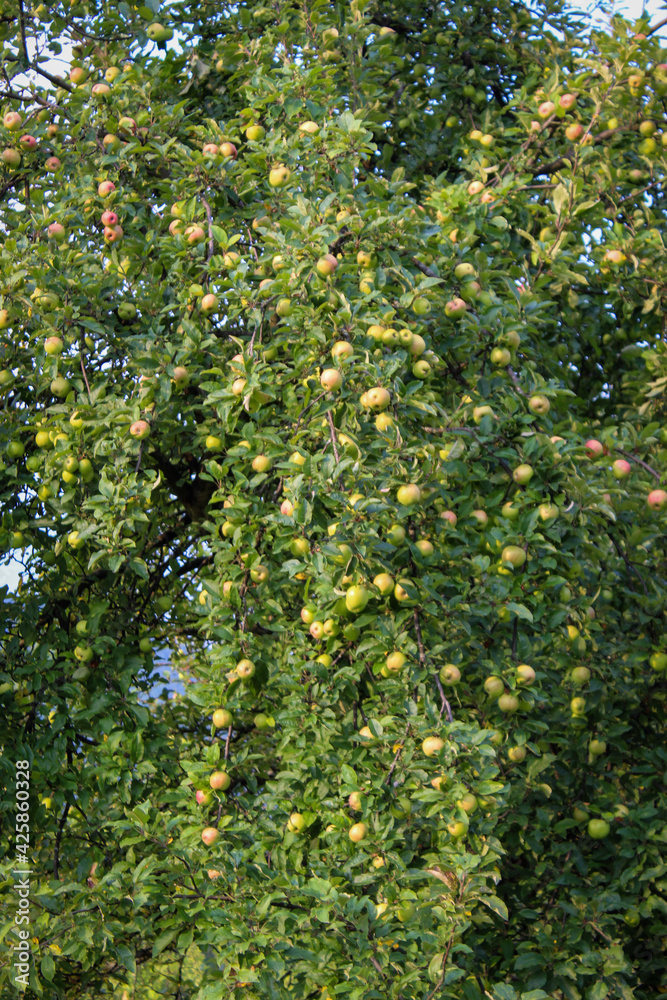 Apples on a big tree. Apple fruits. Apples on a big tree. Apple fruits.