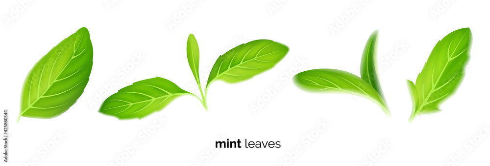 Realistic fresh mint tea green leaves on white background, tea and herb