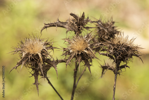 Carlina corymbosa clustered carline thistle specimens on green meadow with out of focus background plants full of spikes like needles and light brown color from being already dry