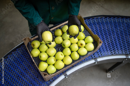 Εκτύπωση καμβά Unrecognizable worker checking quality of green organic apples while being transported via conveyer belt in food processing factory