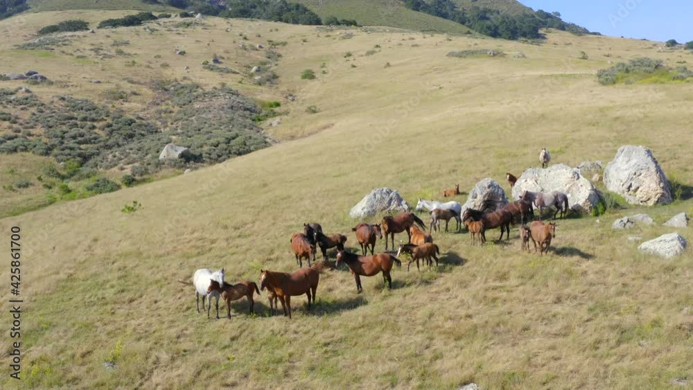 Panning Around Aerial Shot of Wild Horses on a Hill on a Sunny Day Panning Around Aerial Shot of Wild Horses on a Hill on a Sunny Day
