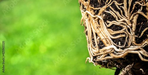 Houseplant with expansive root system. Closeup roots system copy space.