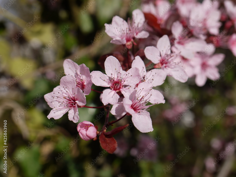 Obraz premium Blüten im Frühling