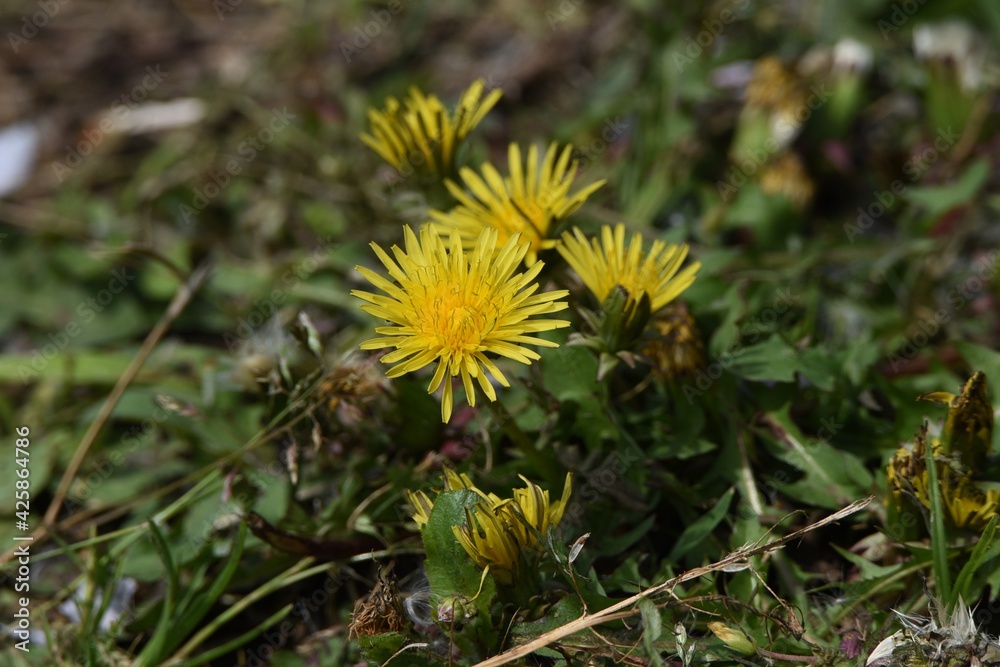 Dandelion flowers and fluff. A perennial plant of the Asteraceae family that grows on the roadside. Dandelion flowers and fluff. A perennial plant of the Asteraceae family that grows on the roadside.