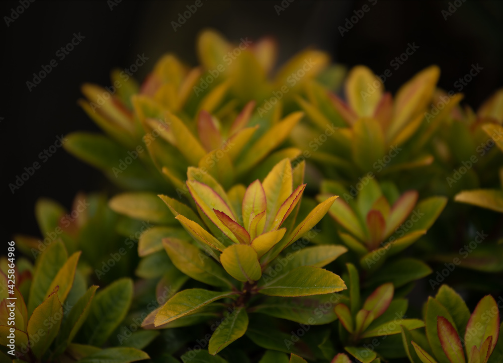Fototapeta premium Escallonia 'Glowing Embers' plant in spring in the UK