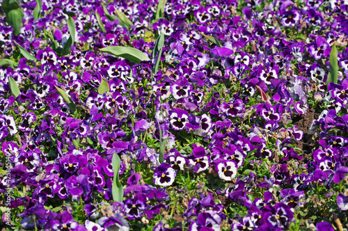 Closeup of colorful pansy flower