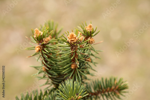 young spruce needles background texture