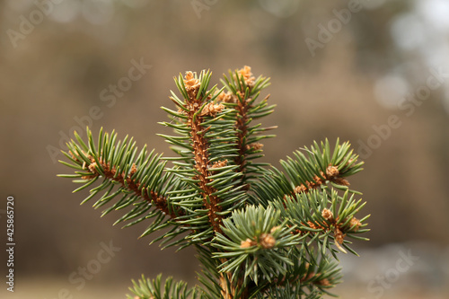 young spruce needles background texture