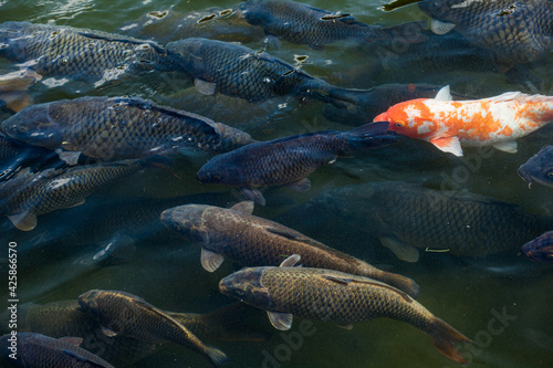 Photography a flock of thick gray carps, many fish swim in the same direction, among them on