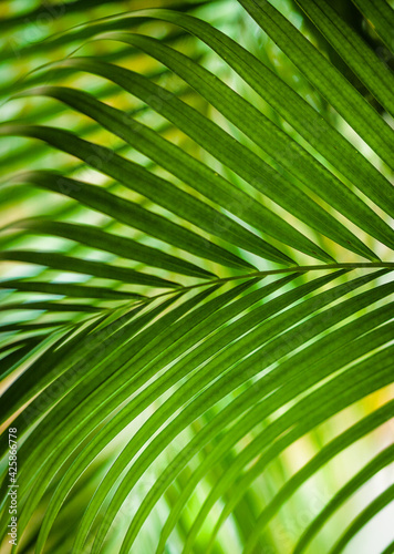 texture of palm leaves in juicy green color © Zvenislava