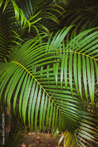 beautiful palm leaf in asian jungle