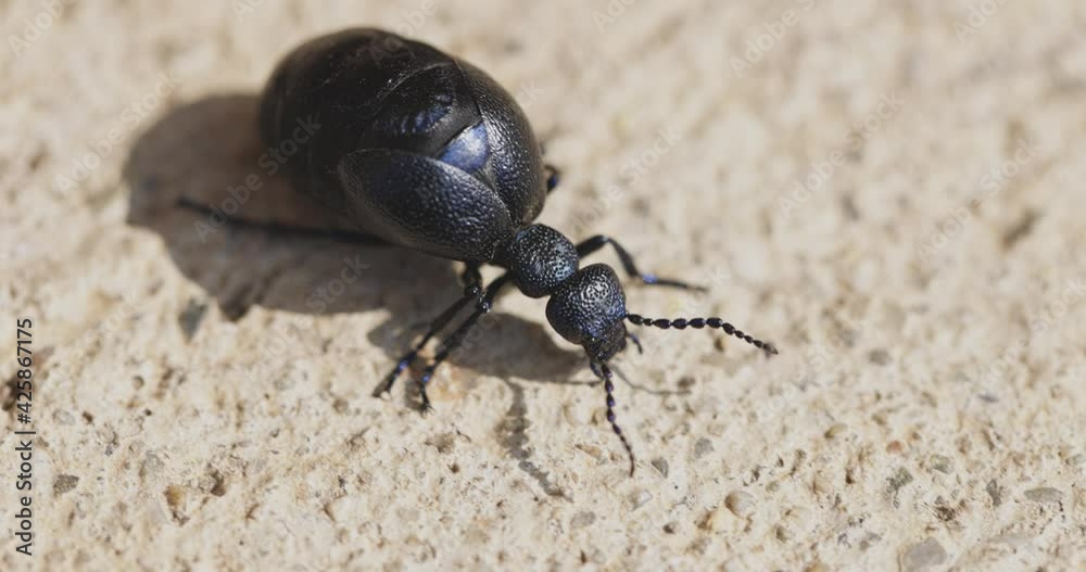 Big black beetle walking on the ground Big black beetle walking on the ground