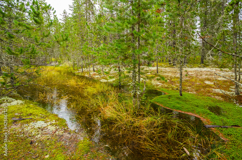 Fragment of Nita Lake Trail in Whistler, Vancouver, Canada.